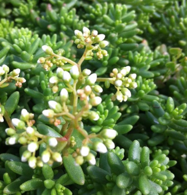 SEDUM ALBUM CORAL CARPET / CORAL CARPET STONECROP
