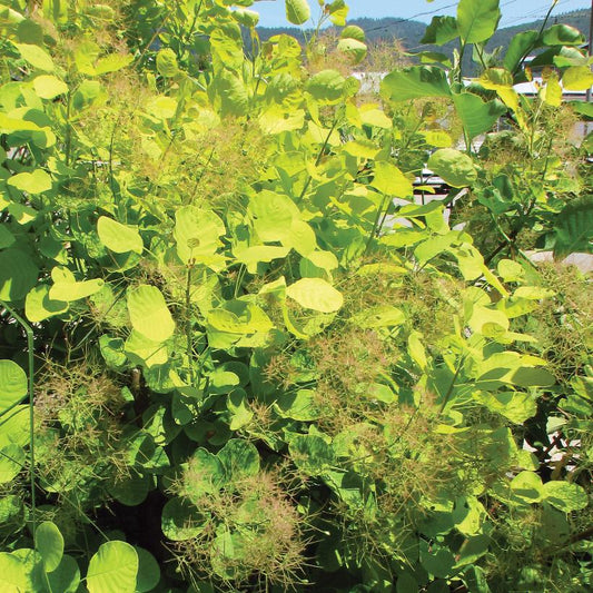 COTINUS COGGYGRIA GOLDEN SPIRIT / GOLDEN SPIRIT SMOKEBUSH