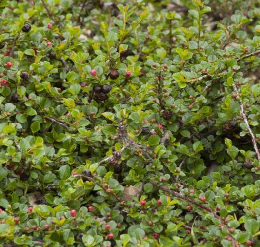 COTONEASTER APICULATUS / CRANBERRY COTONEASTER