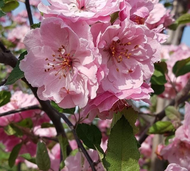 MALUS BRANDYWINE® / BRANDYWINE® CRABAPPLE