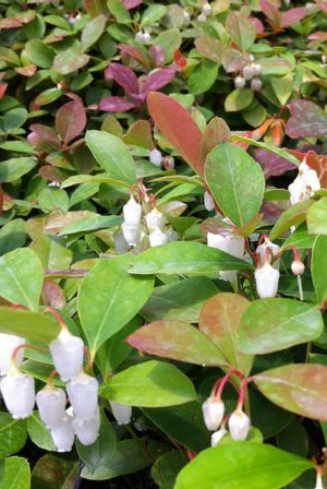 GAULTHERIA PROCUMBENS / WINTERGREEN