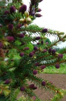 PICEA MARIANA / BLACK SPRUCE