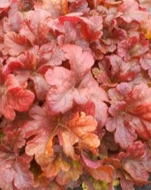 HEUCHERELLA X BUTTERED RUM / FOAMY BELLS