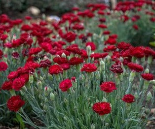 DIANTHUS X ELECTRIC RED / DIANTHUS ELECTRIC RED