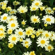 LEUCANTHEMUM X SUPERBUM BANANA CREAM / SHASTA DAISY