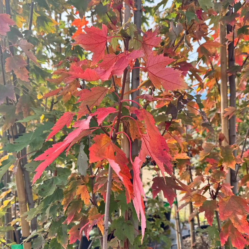 ACER RUBRUM RED SENTINEL / RED SENTINEL RED MAPLE
