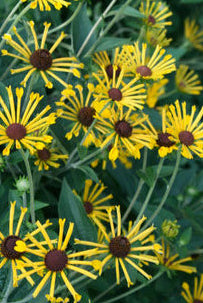 RUDBECKIA SUBTOMENTOSA HENRY EILERS / SWEET CONEFLOWER