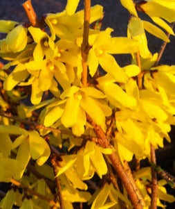 FORSYTHIA OVATA NORTHERN GOLD / NORTHERN GOLD FORSYTHIA