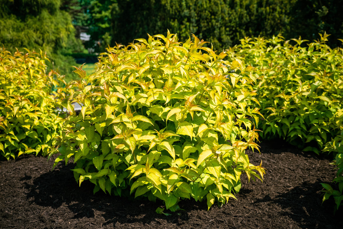 DIERVILLA SPLENDENS FIREFLY™ / FIREFLY™ BUSH HONEYSUCKLE