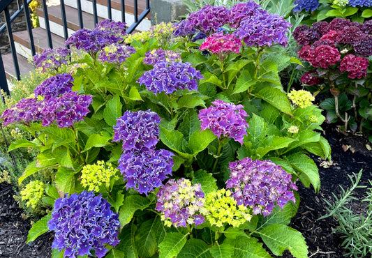 HYDRANGEA MACROPHYLLA FRILL RIDE / FRILL RIDE™ BIGLEAF HYDRANGEA