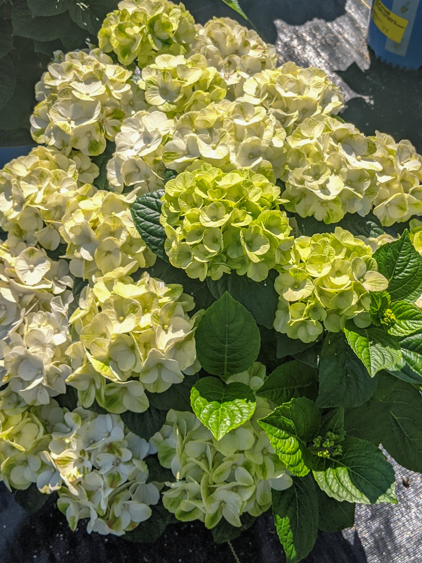 HYDRANGEA MACROPHYLLA GRIN AND TONIC™ / GRIN AND TONIC™ HYDRANGEA