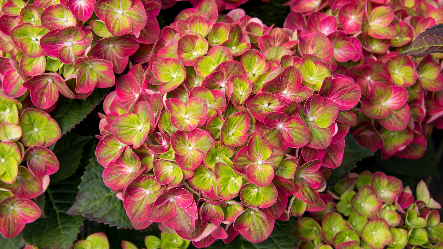 HYDRANGEA MACROPHYLLA TILT-A-SWIRL™/ TILT-A-SWIRL™ HYDRANGEA