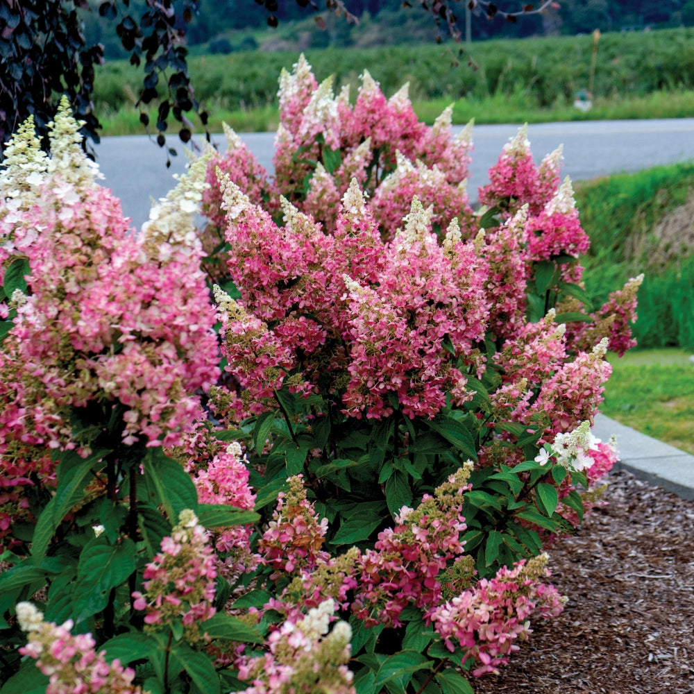 HYDRANGEA PANICULATA CANDELABRA® / CANDELABRA® HYDRANGEA