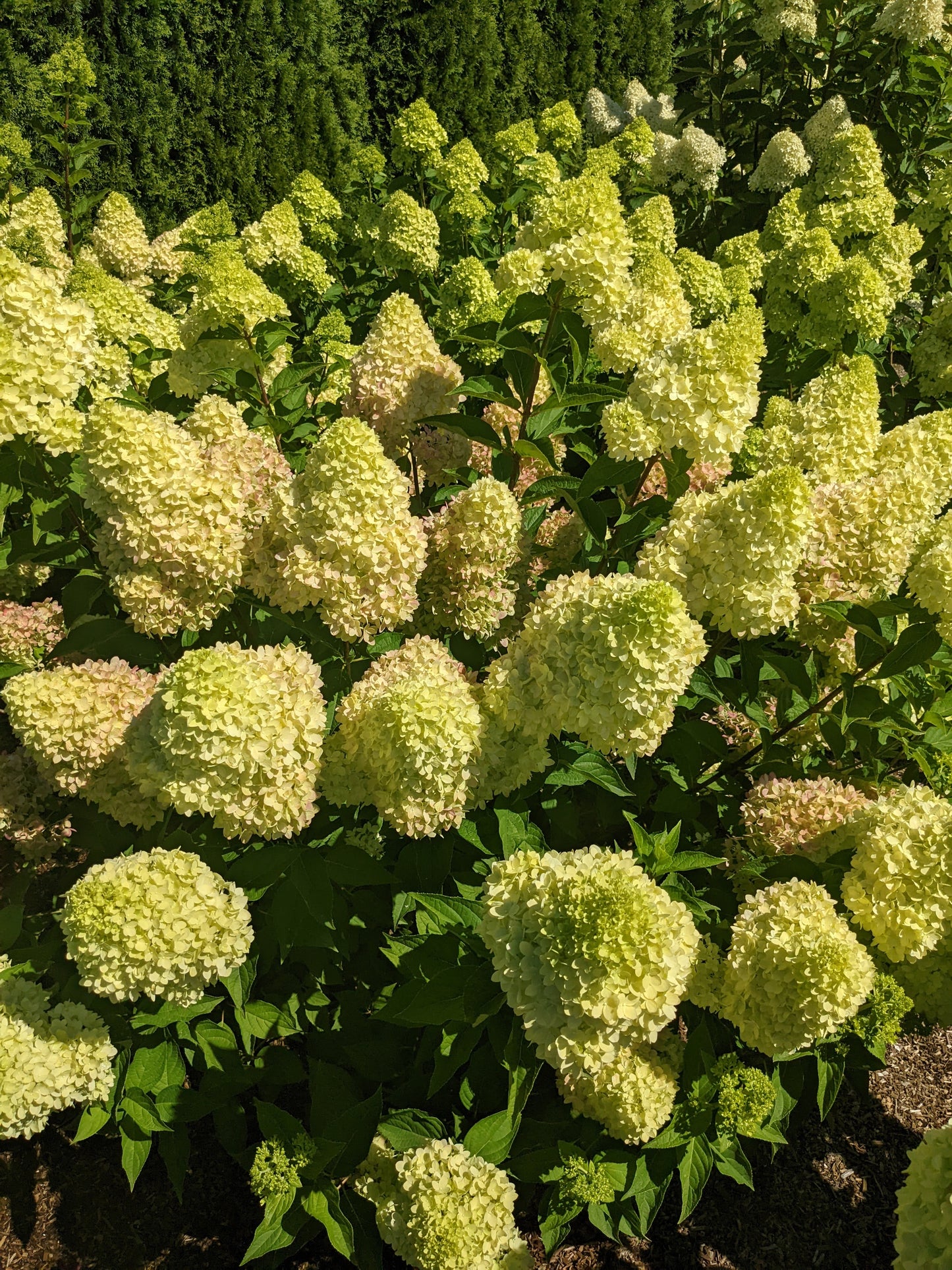 HYDRANGEA PANICULATA DRAGON BABY™ / DRAGON BABY™ HYDRANGEA