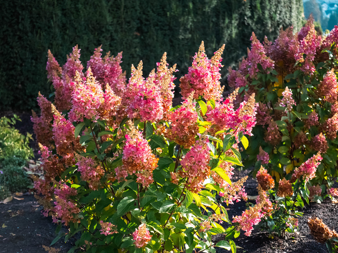 HYDRANGEA PANICULATA FLARE™&