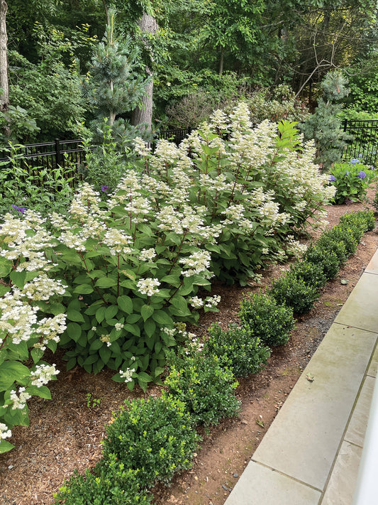 HYDRANGEA PANICULATA TORCH™ / TORCH™ HYDRANGEA