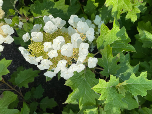 HYDRANGEA QUERCIFOLIA TOY SOLDIER™ / TOY SOLDIER™ OAKLEAF HYDRANGEA