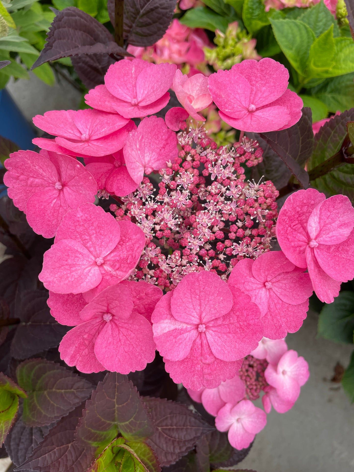 HYDRANGEA SERRATA PINK DYNAMO™ / PINK DYNAMO™ HYDRANGEA