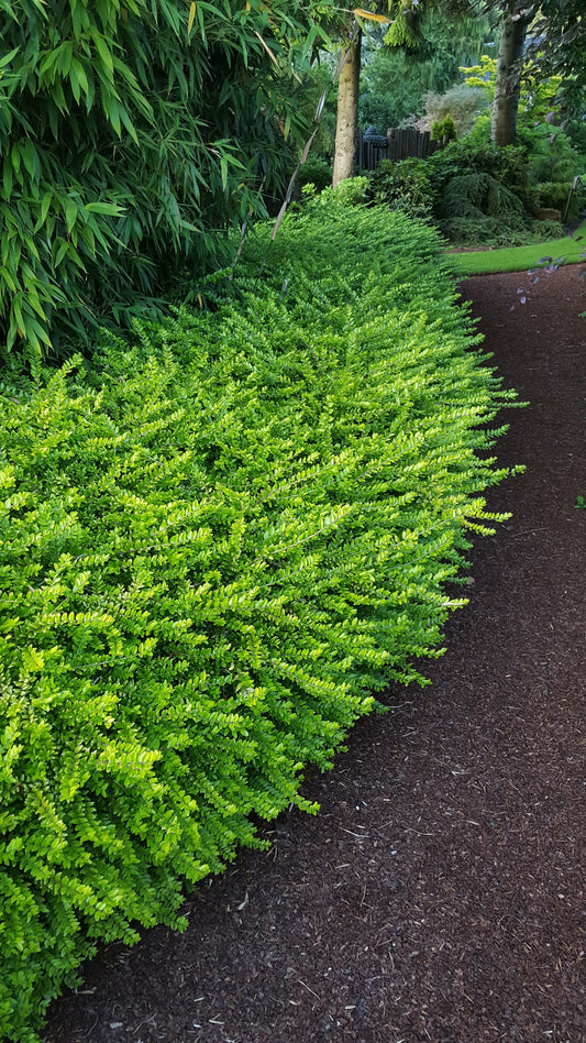 LONICERA NITIDA THUNDERBOLT™ (GOLDEN GLOW) / THUNDERBOLT™ HONEYSUCKLE