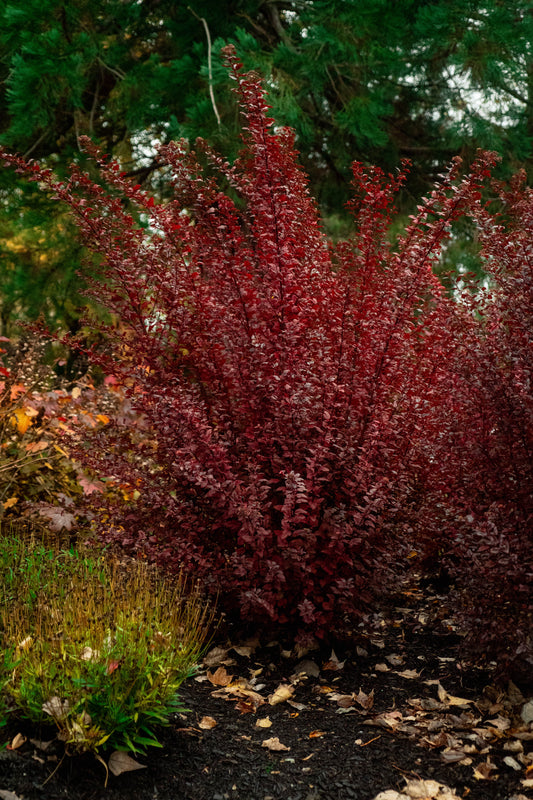 PHYSOCARPUS OPULIFOLIUS CALICO KITTY™ / CALICO KITTY™ NINEBARK