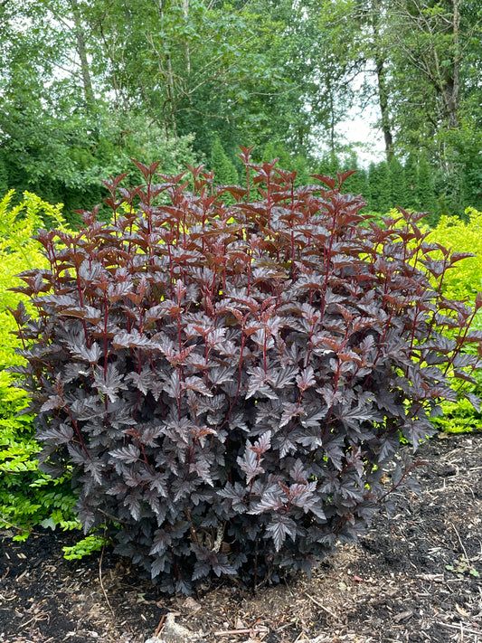 PHYSOCARPUS OPULIFOLIUS PANTHER® / PANTHER® NINEBARK