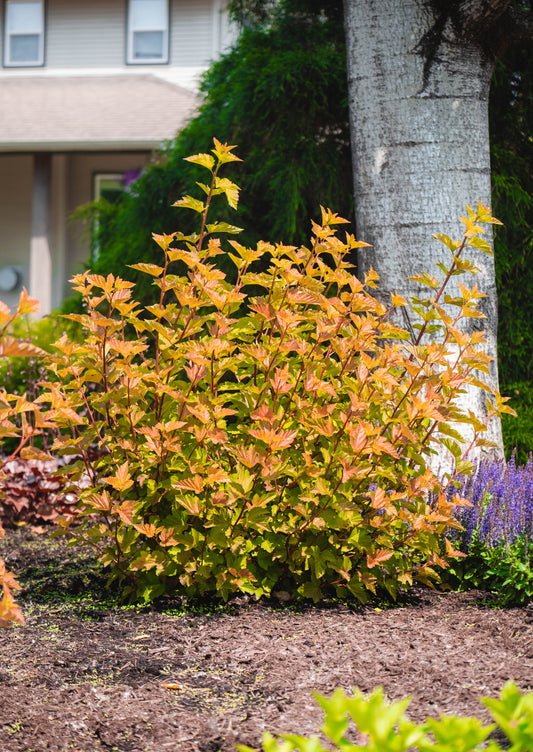 PHYSOCARPUS OPULIFOLIUS SAVANNAH SUNSET™ / SAVANNAH SUNSET™ NINEBARK