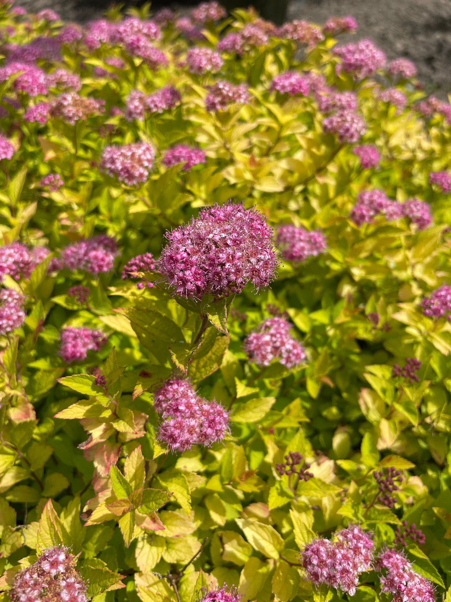 SPIREA JAPONICA PINEAPPLE POPROCKS® / PINEAPPLE POPROCKS® SPIREA