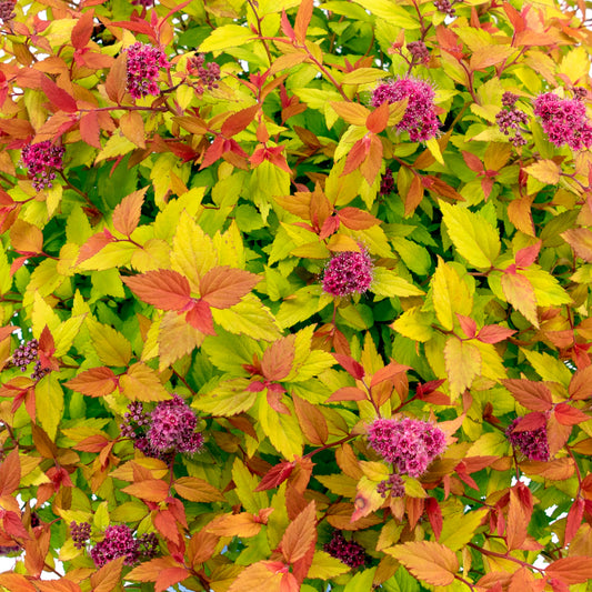 SPIREA JAPONICA RAINBOW FIZZ / RAINBOW FIZZ™ SPIREA