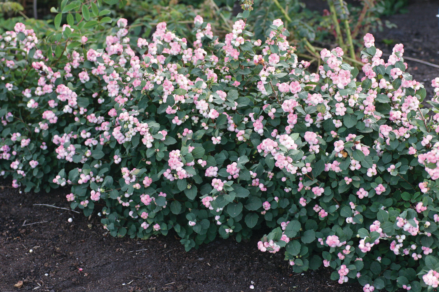 SYMPHORICARPOS DOORENBOSII PINKY PROMISE™ / PINKY PROMISE™ SNOWBERRY