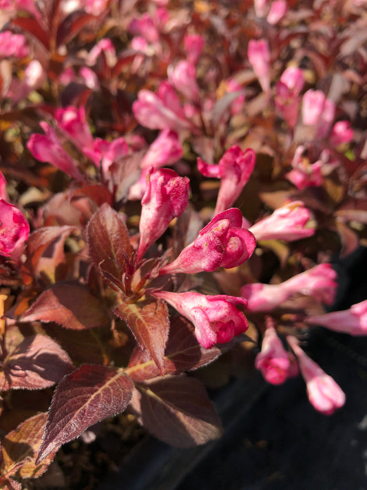 WEIGELA X AFTERGLOW / AFTERGLOW™ WEIGELA