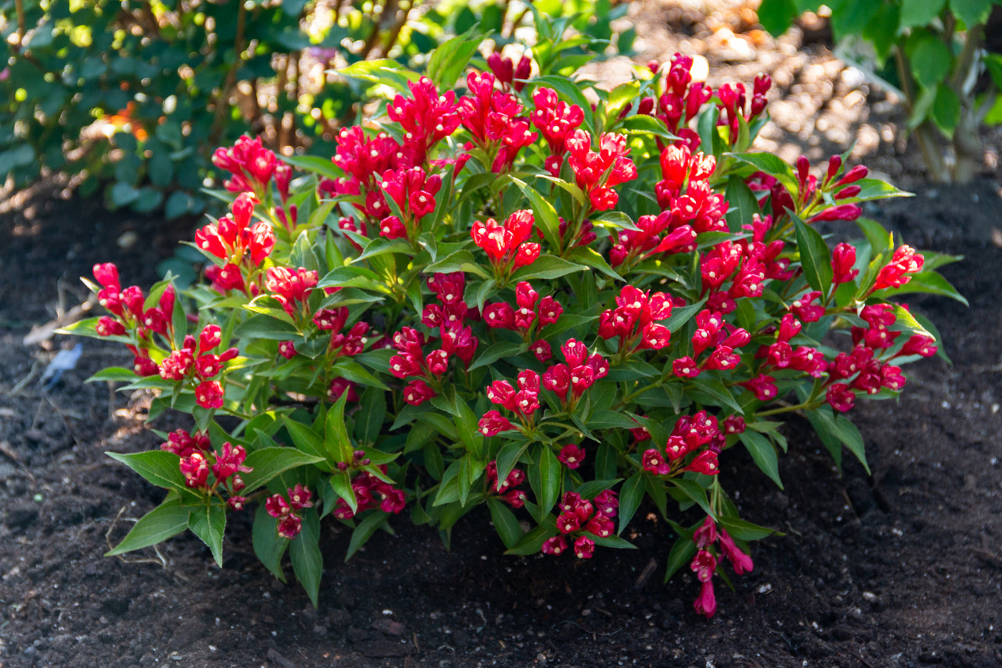 WEIGELA X CRIMSON KISSES® / CRIMSON KISSES® WEIGELA