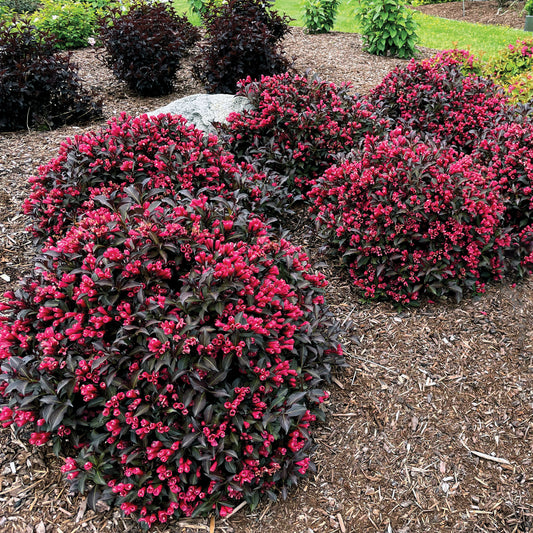 WEIGELA X ELECTRIC LOVE® / ELECTRIC LOVE® WEIGELA