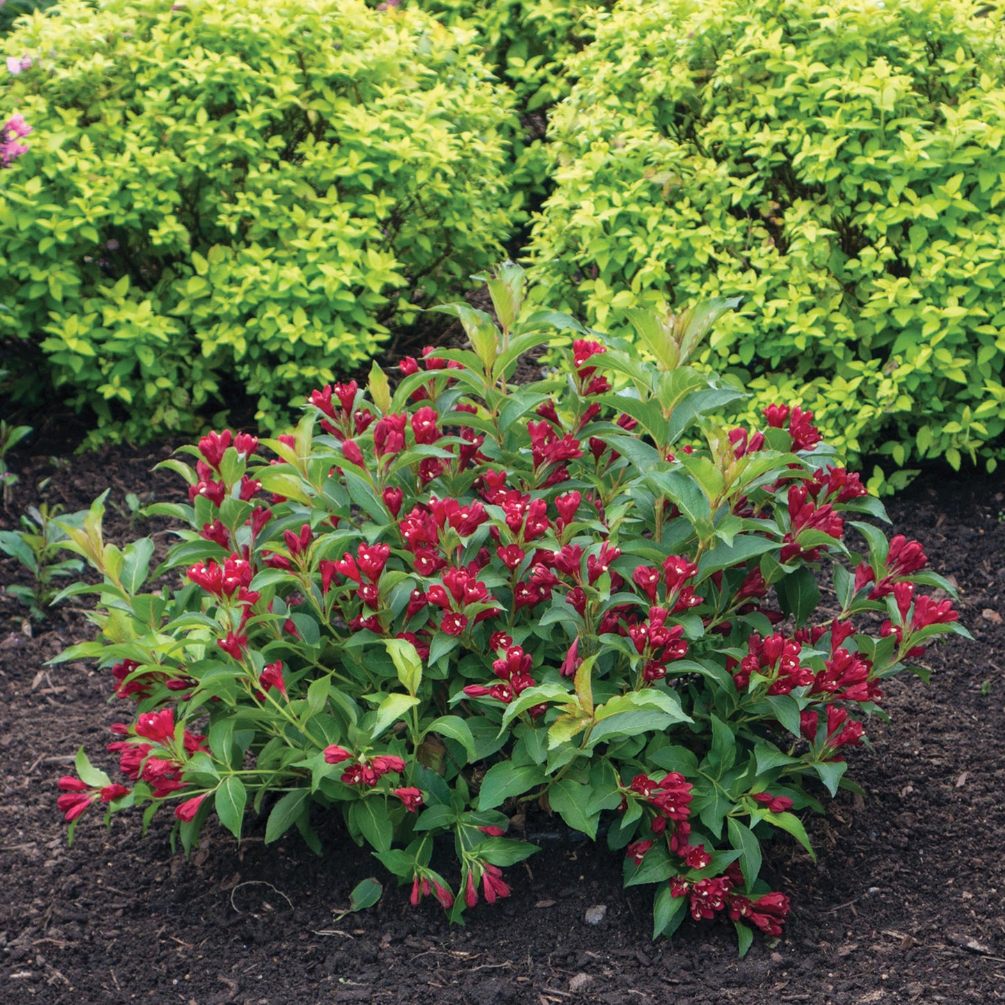 WEIGELA X MAROON SWOON® / MAROON SWOON® WEIGELA