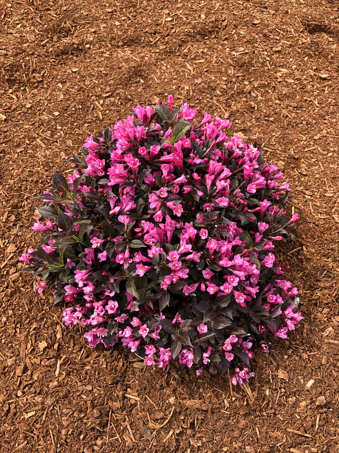 WEIGELA X STUNNER® / STUNNER® WEIGELA