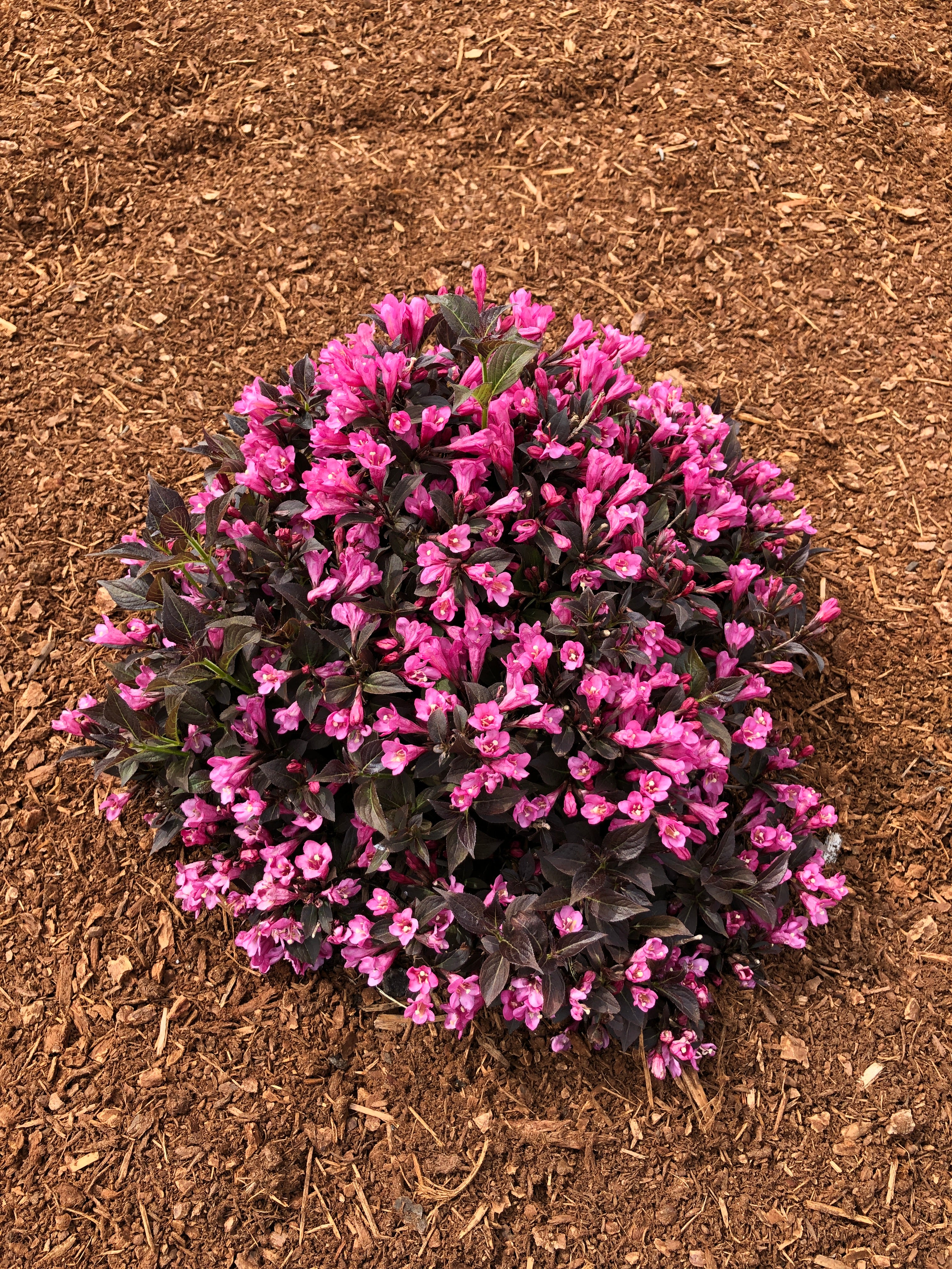 WEIGELA X STUNNER® / STUNNER® WEIGELA