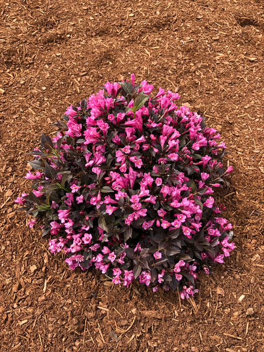 WEIGELA X STUNNER® / STUNNER® WEIGELA