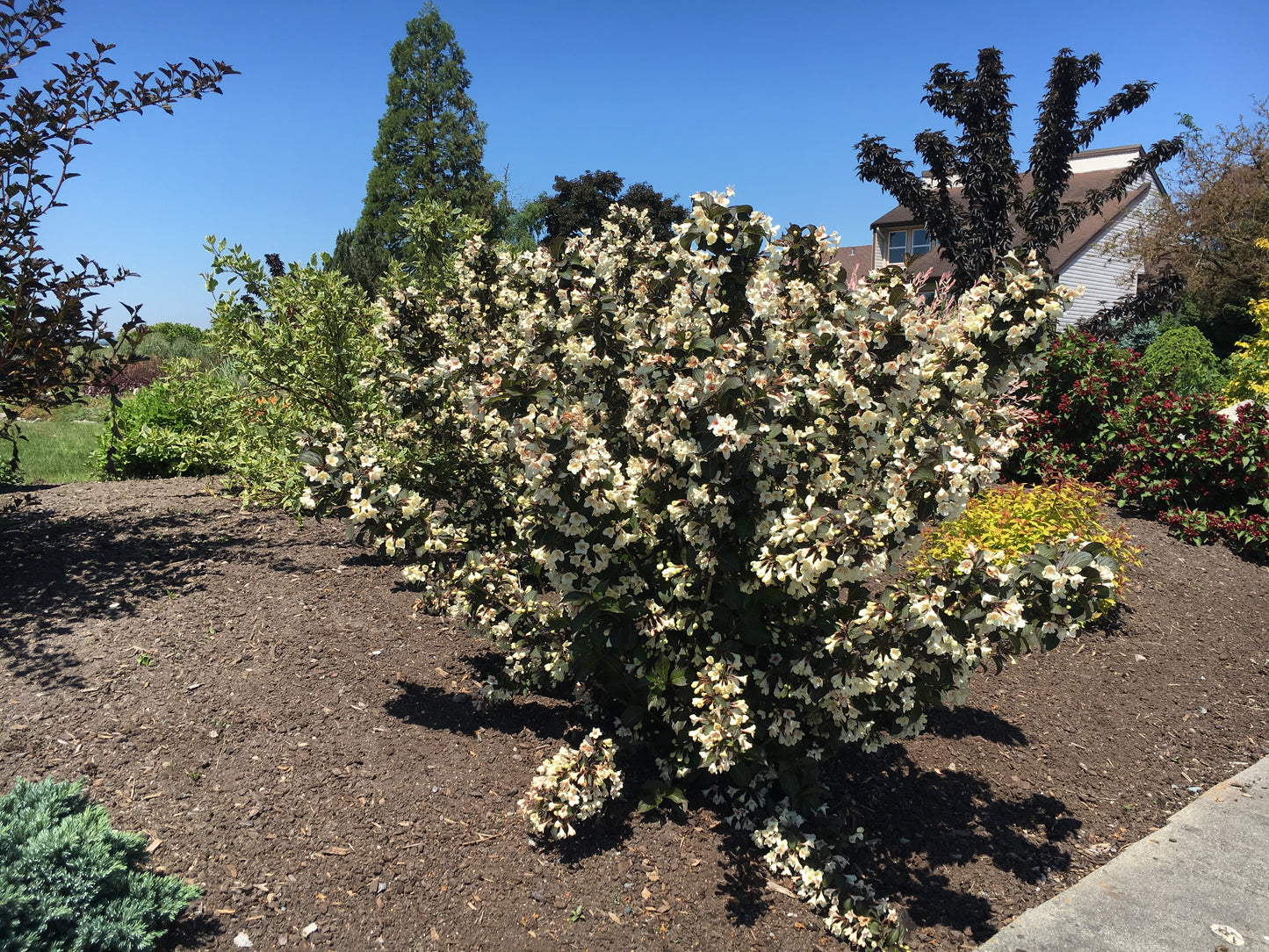 WEIGELA X TUXEDO™ / TUXEDO™ WEIGELA