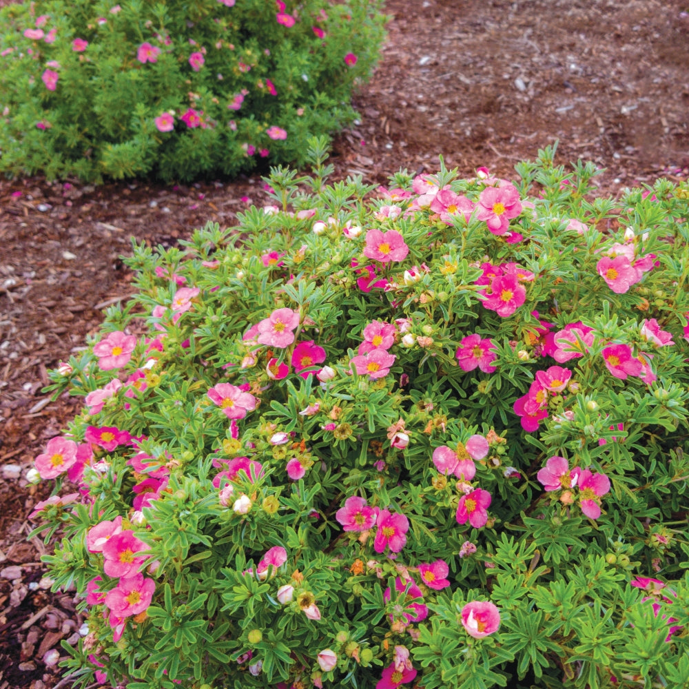 POTENTILLA FRUTICOSA BELLA BELLISSIMA® / BELLA BELLISSIMA® POTENTILLA