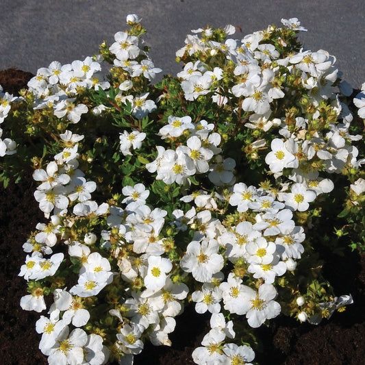 POTENTILLA FRUTICOSA BELLA BIANCA / BELLA BIANCA CINQUEFOIL