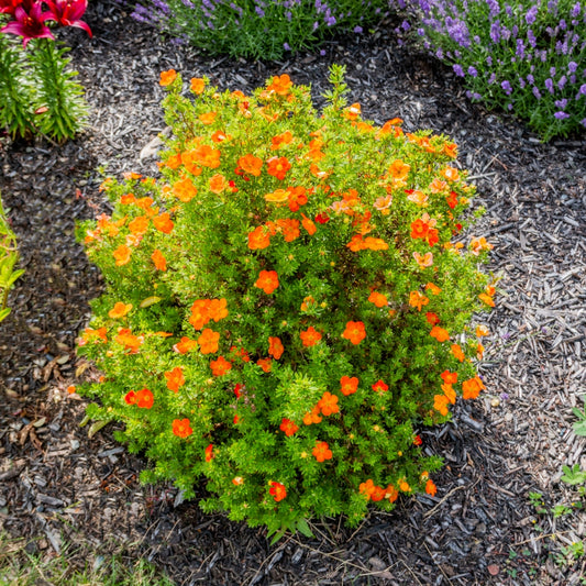 POTENTILLA FRUTICOSA BELLA SOL / BELLA SOL CINQUEFOIL