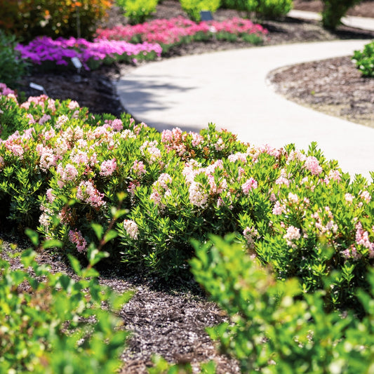 RHODODENDRON X BLOOMBUX® BLUSH / BLOOMBUX® BLUSH RHODODENDRON