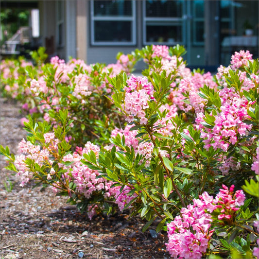 RHODODENDRON X BLOOMBUX® MAGENTA / BLOOMBUX® MAGENTA RHODODENDRON