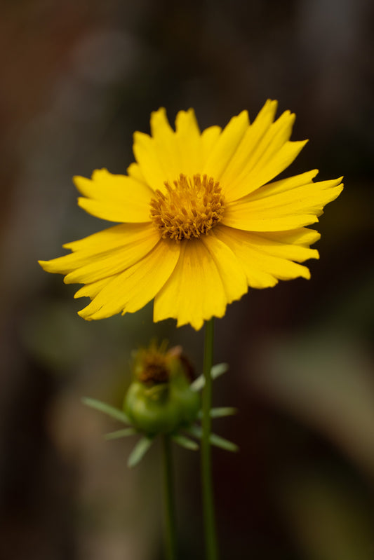 COREOPSIS LANCEOLATA / LANCE-LEAVED TICKSEED