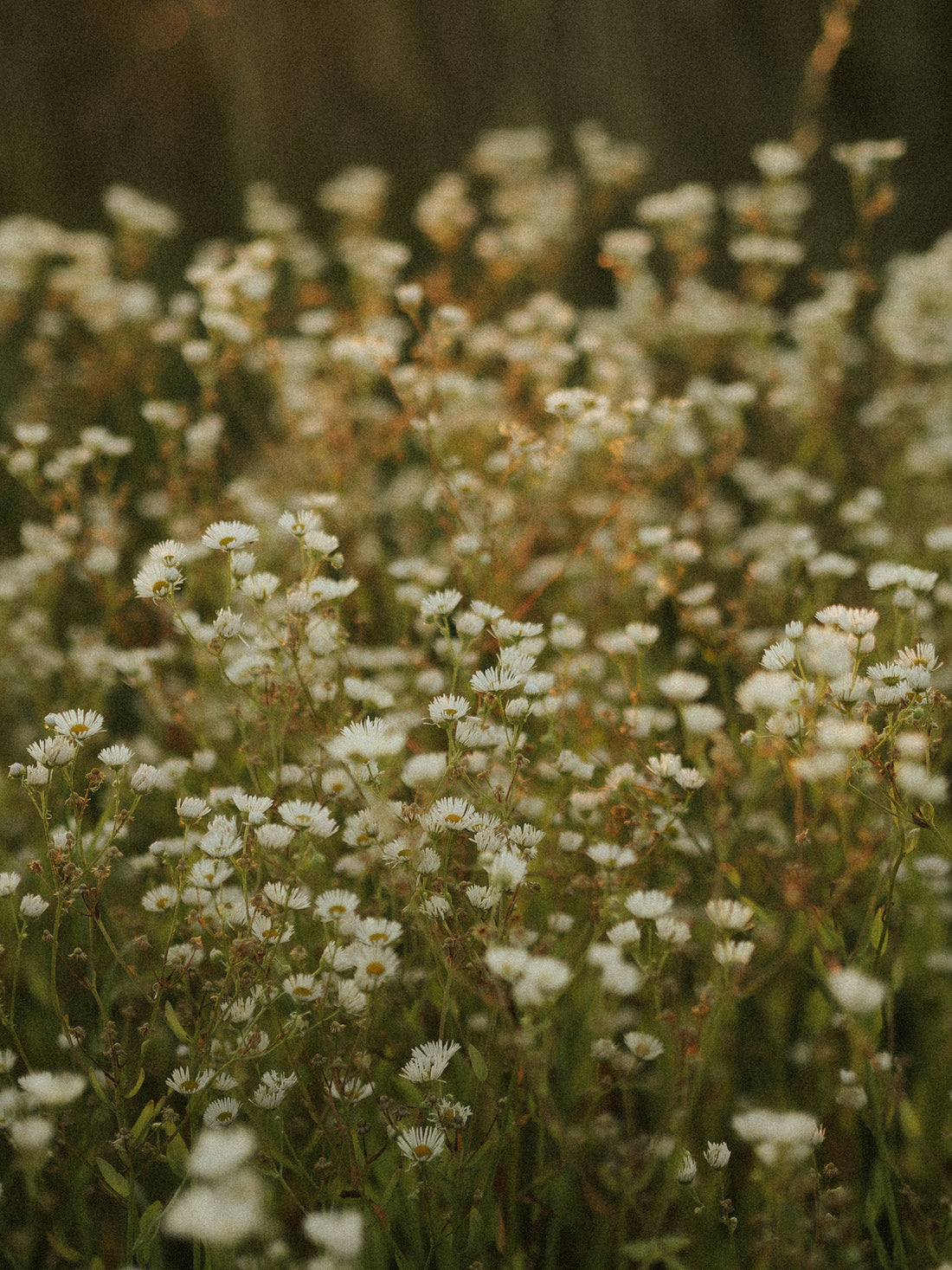 GYPSOPHILA X SUMMER SPARKLES® / SUMMER SPARKLES® BABY&
