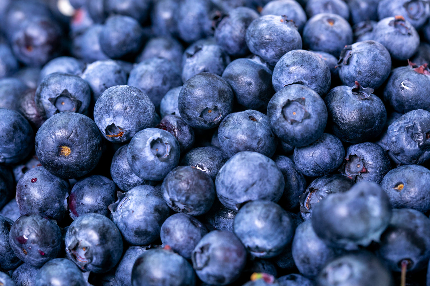 BLUEBERRY TOP HAT / TOP HAT BLUEBERRY