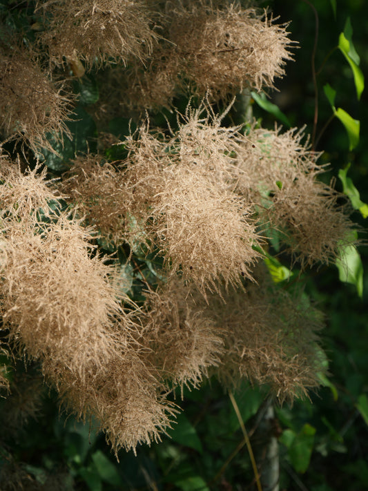 COTINUS COGGYGRIA YOUNG LADY / YOUNG LADY SMOKEBUSH