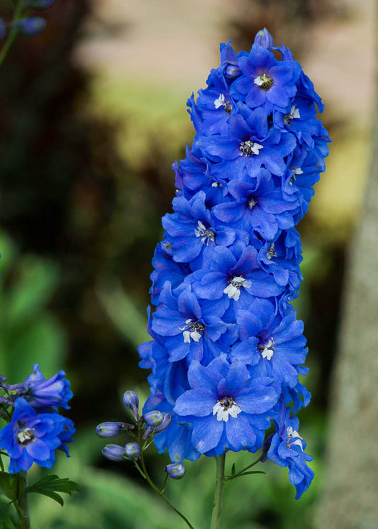 DELPHINIUM ELATUM COBALT DREAMS / HYBRID BEE DELPHINIUM