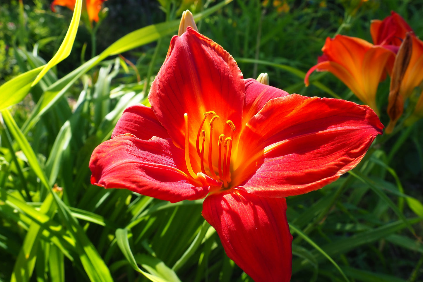 HEMEROCALLIS ANZAC / DAYLILY