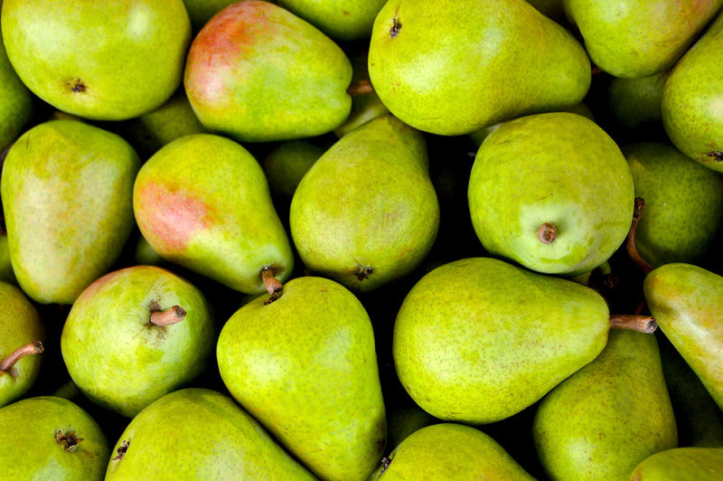 PEAR FLEMISH BEAUTY / FLEMISH BEAUTY PEAR