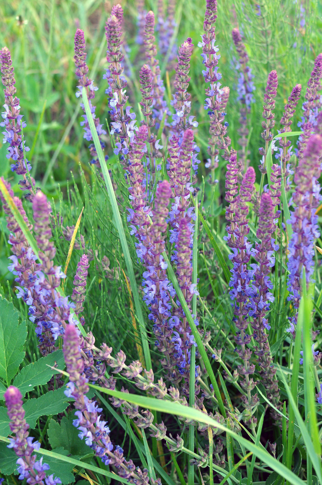 SALVIA NEMOROSA SENSATION SKY BLUE / PERENNIAL SAGE